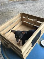 Boy 3, a male Chihuahua for sale in Anna, IL – 6 of 8