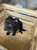 Girl 1, a female Chihuahua for sale in Anna, IL – 7 of 9