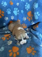 Boy 5, a male Pembroke Welsh Corgi for sale in Anna, IL – 4 of 7