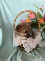 Daffodil, a female Pembroke Welsh Corgi for sale in Anna, IL – Photo 2 of 9