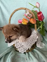 Daffodil, a female Pembroke Welsh Corgi for sale in Anna, IL – Photo 9 of 9