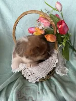 Daffodil, a female Pembroke Welsh Corgi for sale in Anna, IL – Photo 5 of 9