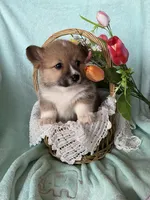 Daffodil, a female Pembroke Welsh Corgi for sale in Anna, IL – Photo 1 of 9