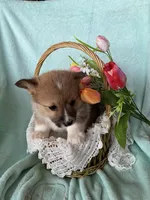 Daffodil, a female Pembroke Welsh Corgi for sale in Anna, IL – Photo 7 of 9