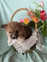 Daffodil, a female Pembroke Welsh Corgi for sale in Anna, IL – Photo 8 of 9