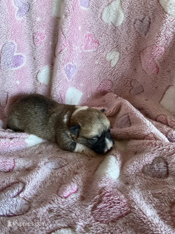 Girl 2 – Pembroke Welsh Corgi puppy for sale in Anna, IL
