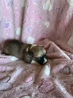 Girl 2, a female Pembroke Welsh Corgi for sale in Anna, IL – 1 of 5