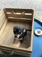 Boy 3, a male Chihuahua for sale in Anna, IL – 4 of 8