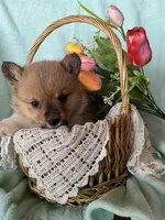 Brooke, a male Pembroke Welsh Corgi for sale in Anna, IL – Photo 1 of 8