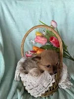 Brooke, a male Pembroke Welsh Corgi for sale in Anna, IL – Photo 6 of 8