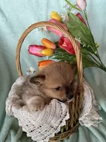 Brooke, a male Pembroke Welsh Corgi for sale in Anna, IL – Photo 5 of 8