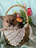 Brooke, a male Pembroke Welsh Corgi for sale in Anna, IL – Photo 2 of 8