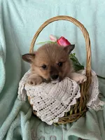 Brooke, a male Pembroke Welsh Corgi for sale in Anna, IL – Photo 8 of 8