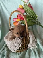 Brooke, a male Pembroke Welsh Corgi for sale in Anna, IL – Photo 7 of 8