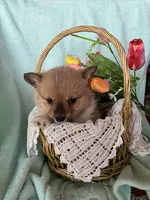 Brooke, a male Pembroke Welsh Corgi for sale in Anna, IL – Photo 4 of 8