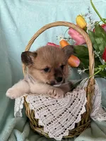 Brooke, a male Pembroke Welsh Corgi for sale in Anna, IL – Photo 3 of 8