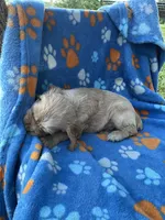 Boy 2, a male Cocker Spaniel for sale in Anna, IL – 2 of 10