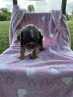 Girl 2, a female Cocker Spaniel for sale in Anna, IL – 2 of 10