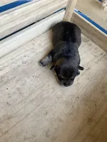 Girl 3, a female Chihuahua for sale in Anna, IL – 4 of 9