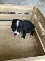 Girl 2, a female Chihuahua for sale in Anna, IL – 7 of 7