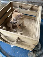 Boy 1, a male Chihuahua for sale in Anna, IL – 6 of 7