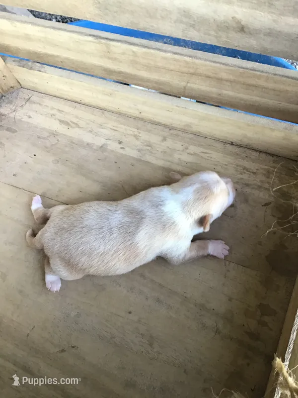 July Girl 2 – Chihuahua puppy for sale in Anna, IL