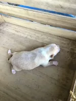 July Girl 2, a female Chihuahua for sale in Anna, IL – 1 of 6