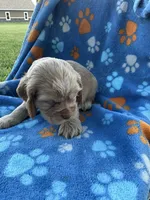 Boy 2, a male Cocker Spaniel for sale in Anna, IL – 6 of 10