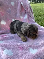 Girl 3, a female Cocker Spaniel for sale in Anna, IL – 10 of 10
