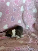 Girl 3, a female Pembroke Welsh Corgi for sale in Anna, IL – 7 of 7