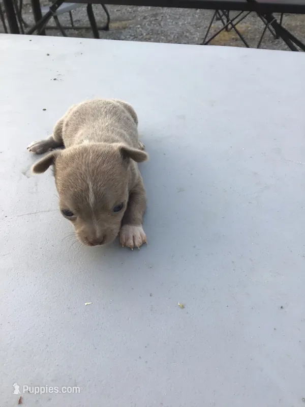 Male Jerry – Chihuahua puppy for sale in Anna, IL