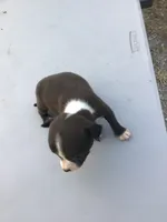 Male jack, a male Chihuahua for sale in Anna, IL – 3 of 5