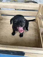 Girl 1, a female Chihuahua for sale in Anna, IL – 9 of 9