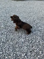 Male Cocker Spaniel, a male Cocker Spaniel for sale in Anna, IL – 2 of 10