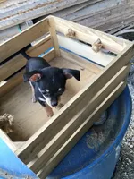 Boy 3, a male Chihuahua for sale in Anna, IL – 8 of 8