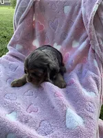 Girl 3, a female Cocker Spaniel for sale in Anna, IL – 2 of 10