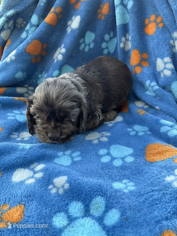Boy 1 – Cocker Spaniel puppy for sale in Anna, IL