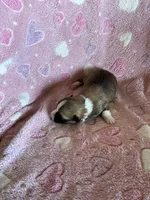 Girl 1, a female Pembroke Welsh Corgi for sale in Anna, IL – 2 of 6