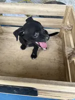 Girl 1, a female Chihuahua for sale in Anna, IL – 4 of 9