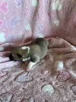Girl 2, a female Pembroke Welsh Corgi for sale in Anna, IL – 3 of 5