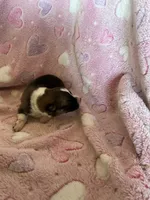 Girl 3, a female Pembroke Welsh Corgi for sale in Anna, IL – 2 of 7