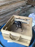 Boy 3, a male Chihuahua for sale in Anna, IL – 3 of 8