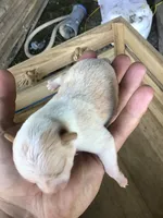 July Girl 1, a male Chihuahua for sale in Anna, IL – 4 of 10