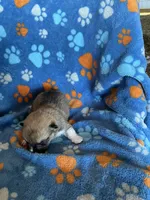 Boy 2, a male Pembroke Welsh Corgi for sale in Anna, IL – 5 of 6