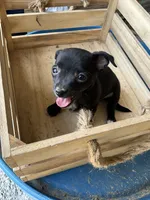 Girl 1, a female Chihuahua for sale in Anna, IL – 6 of 9