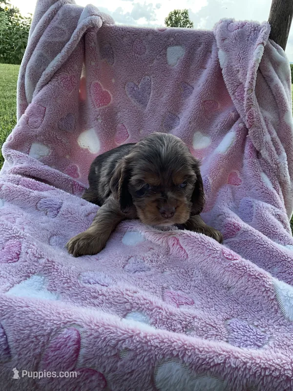 Girl 3 – Cocker Spaniel puppy for sale in Anna, IL