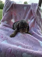 Girl 3, a female Cocker Spaniel for sale in Anna, IL – 1 of 10