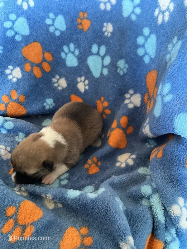 Boy 3 – Pembroke Welsh Corgi puppy for sale in Anna, IL