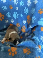 Boy 3, a male Pembroke Welsh Corgi for sale in Anna, IL – 2 of 7