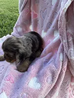 Girl 3, a female Cocker Spaniel for sale in Anna, IL – 6 of 10